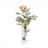 Campsis × tagliabueana 'Madame Galen' potted plant in nursery pot on white background.