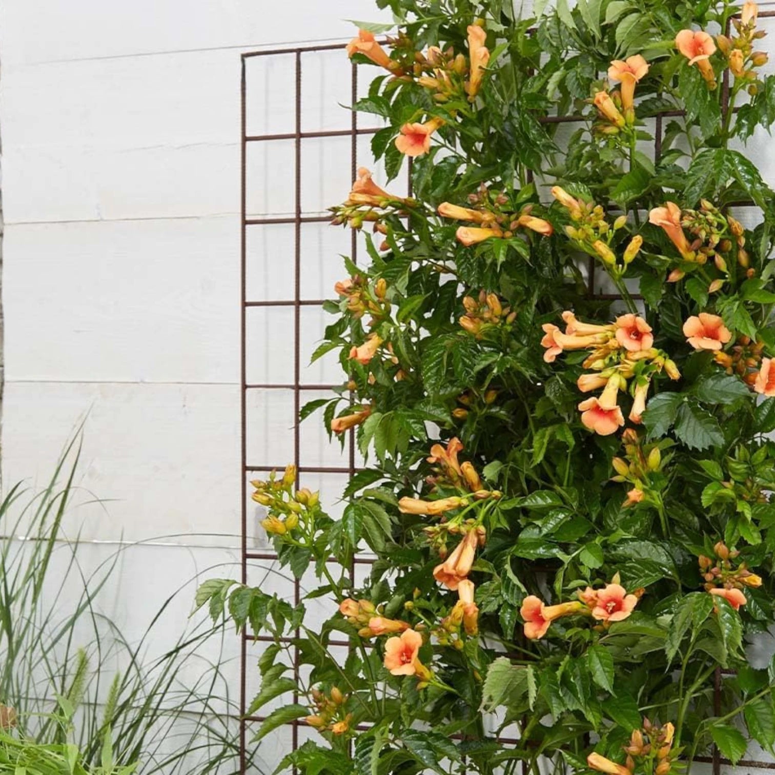 Campsis × tagliabueana 'Madame Galen' potted plant in nursery pot on white background.