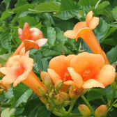 Campsis × tagliabueana 'Madame Galen' potted plant in nursery pot on white background.