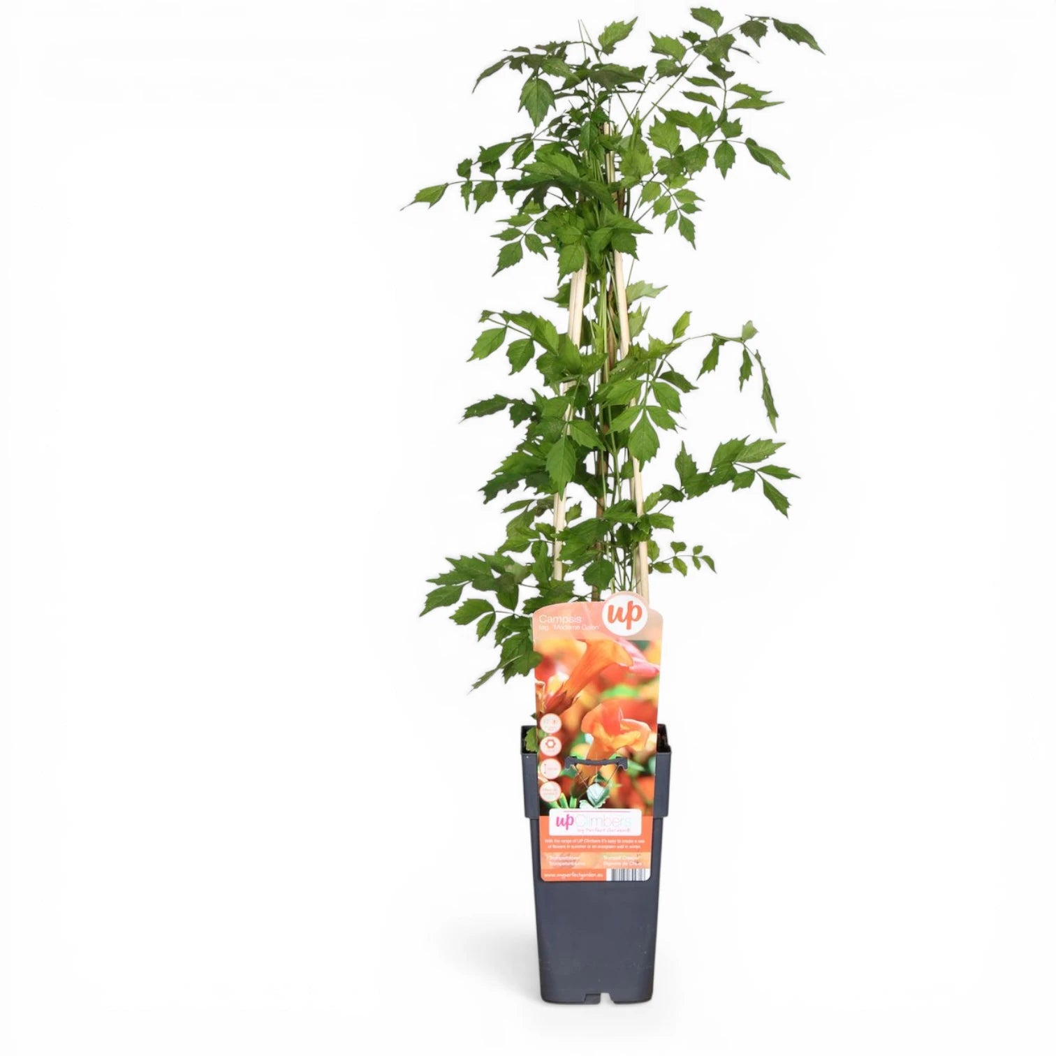 Campsis × tagliabueana 'Madame Galen' potted plant in nursery pot on white background.