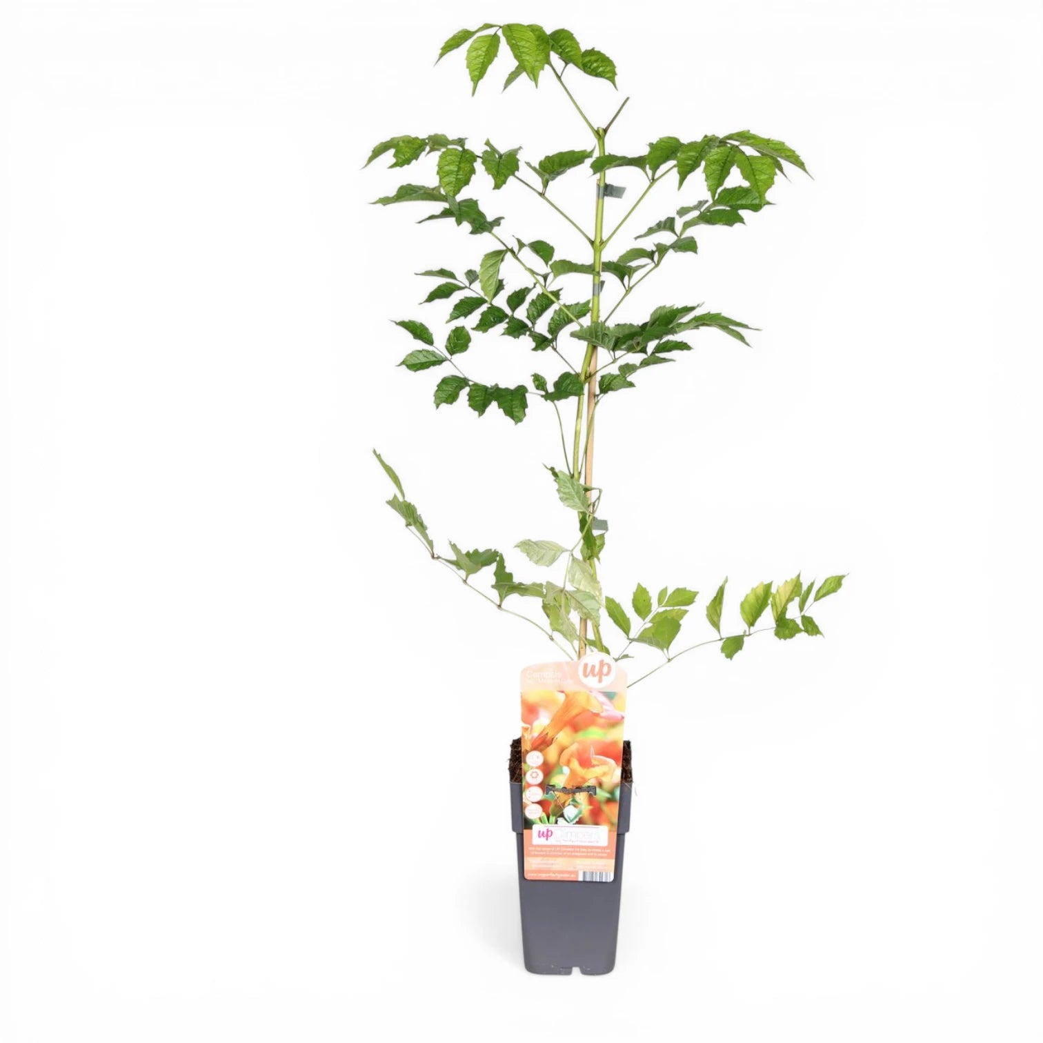 Campsis × tagliabueana 'Madame Galen' potted plant in nursery pot on white background.