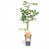 Campsis × tagliabueana 'Madame Galen' potted plant in nursery pot on white background.