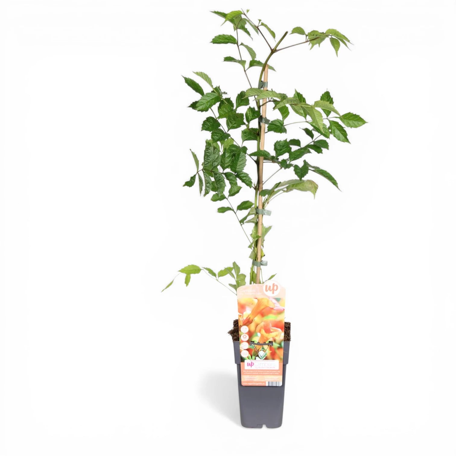 Campsis × tagliabueana 'Madame Galen' potted plant in nursery pot on white background.