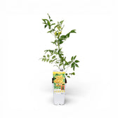 Campsis × tagliabueana 'Golden Trumpet' als Topfpflanze im Kulturtopf vor weißem Hintergrund.