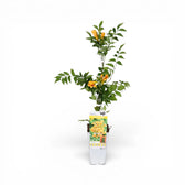 Campsis × tagliabueana 'Golden Trumpet' als Topfpflanze im Kulturtopf vor weißem Hintergrund.