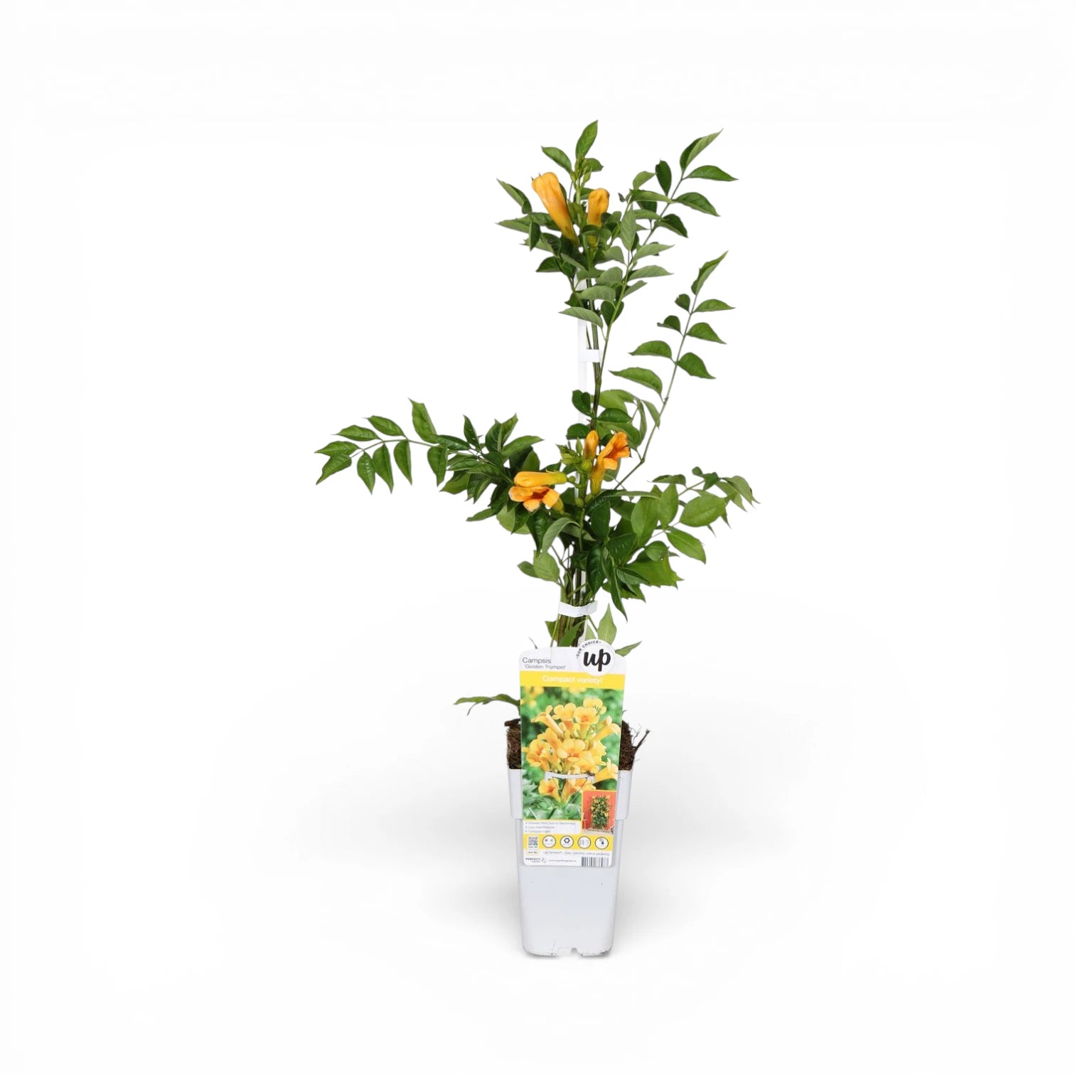 Campsis × tagliabueana 'Golden Trumpet' als Topfpflanze im Kulturtopf vor weißem Hintergrund.