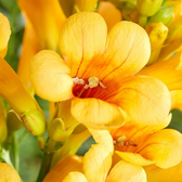 Campsis × tagliabueana 'Golden Trumpet' als Topfpflanze im Kulturtopf vor weißem Hintergrund.