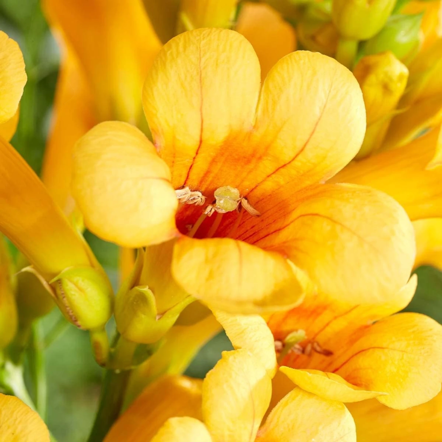 Campsis × tagliabueana 'Golden Trumpet' als Topfpflanze im Kulturtopf vor weißem Hintergrund.