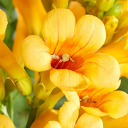 Campsis × tagliabueana 'Golden Trumpet' als Topfpflanze im Kulturtopf vor weißem Hintergrund.
