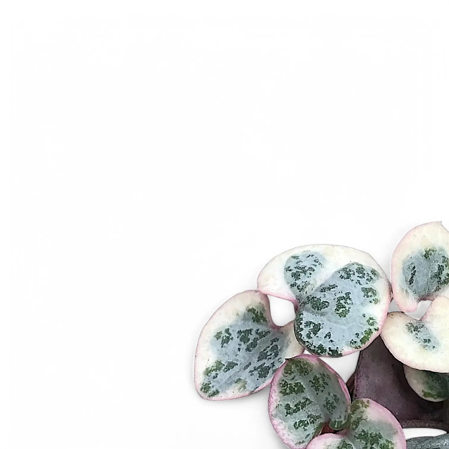 Ceropegia woodii variegata – Blattdetail vor weißem Hintergrund..