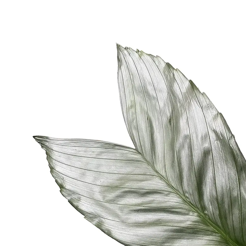 Chamaedorea metallica leaf close-up on white background.