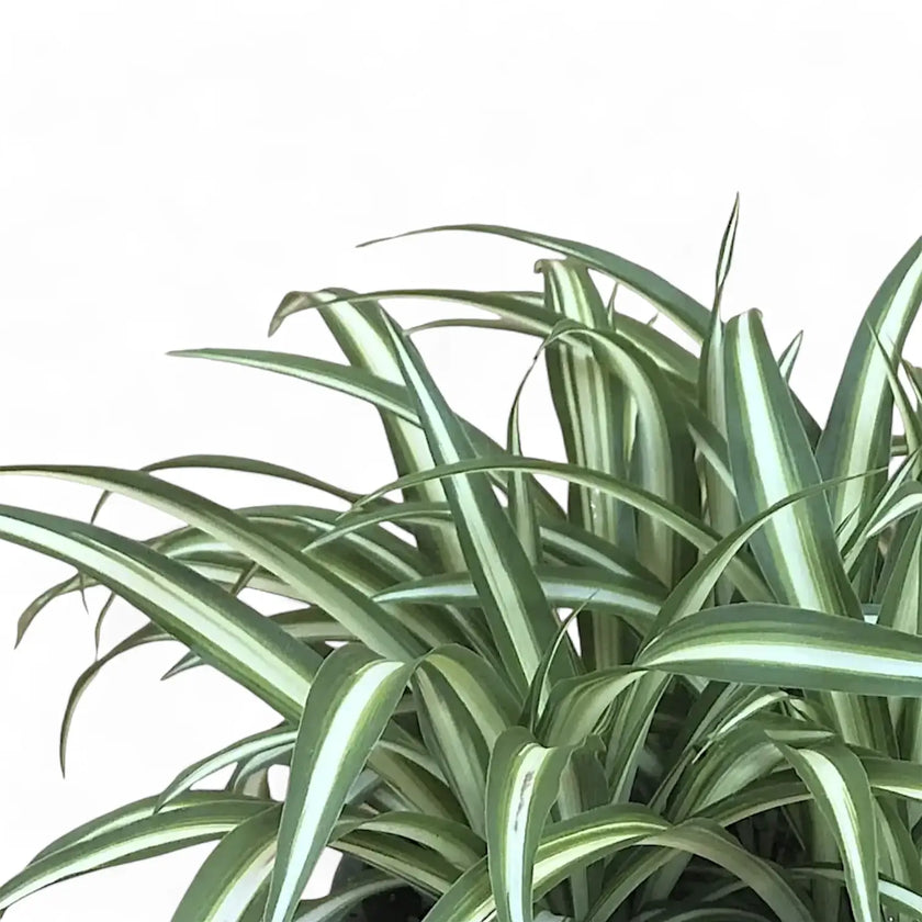 Chlorophytum comosum variegatum – Blattdetail vor weißem Hintergrund..