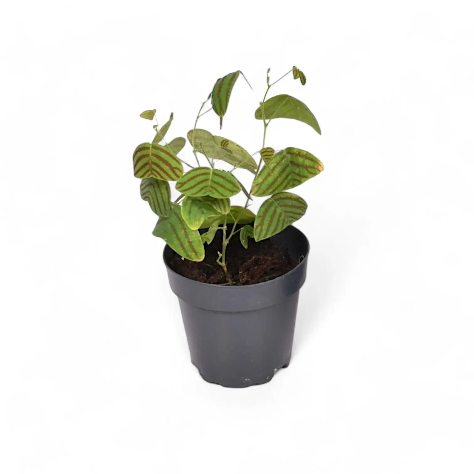 Christia obcordata potted houseplant in nursery pot on white background, product photo 3.