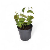 Christia obcordata potted houseplant in nursery pot on white background, product photo 3.