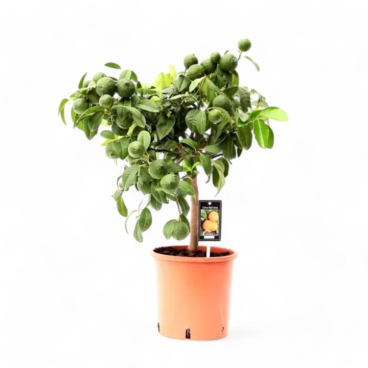 Citrus × aurantiifolia 'Red Lime' potted houseplant in nursery pot on white background, product photo 2.