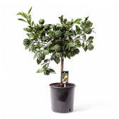 Citrus × aurantium 'Canaliculata' potted houseplant in nursery pot on white background, product photo 3.