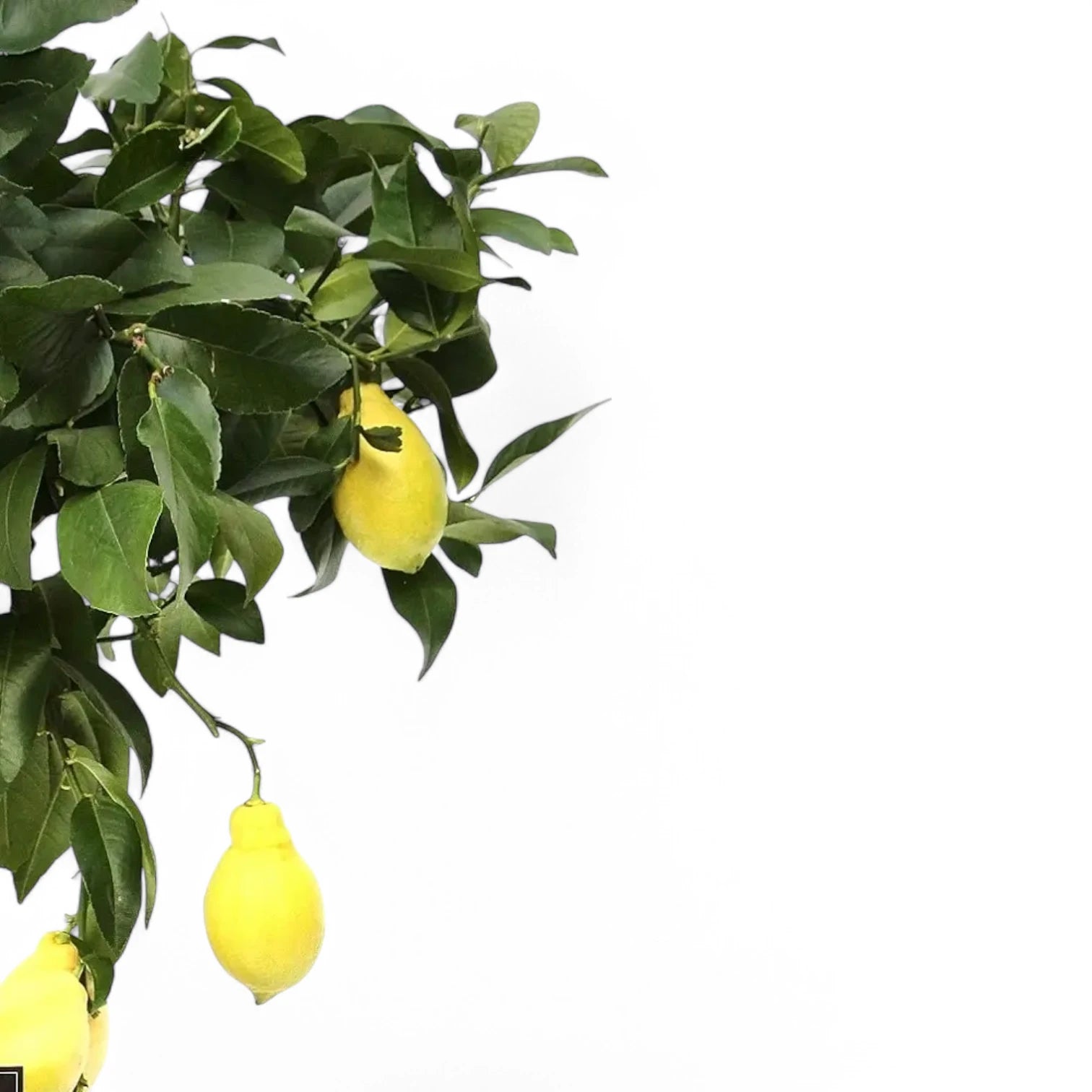 Citrus × limon 'Lemon' – Blattdetail vor weißem Hintergrund..
