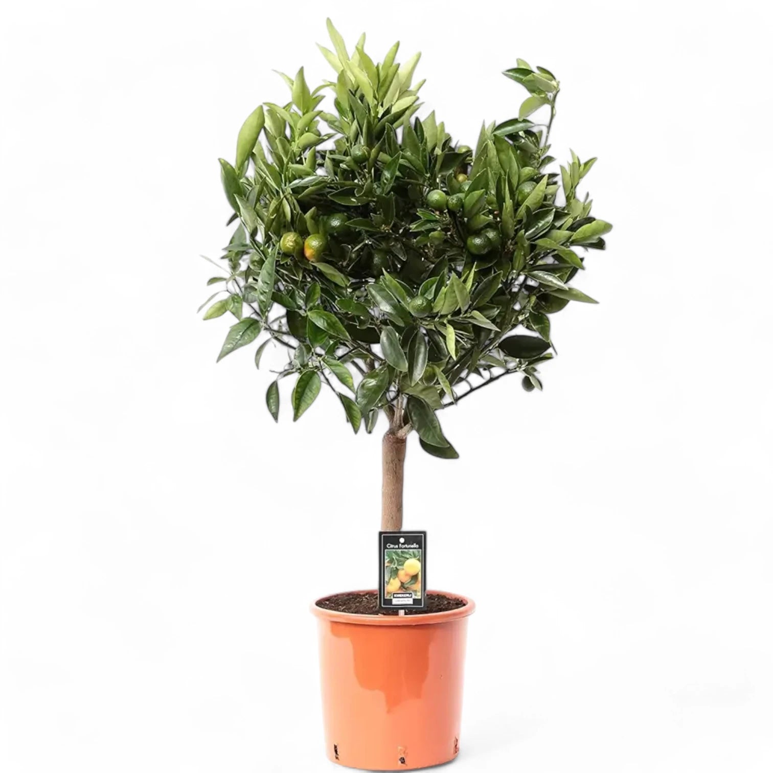 Citrus × microcarpa 'Calamondin' potted houseplant in nursery pot on white background, product photo 5.