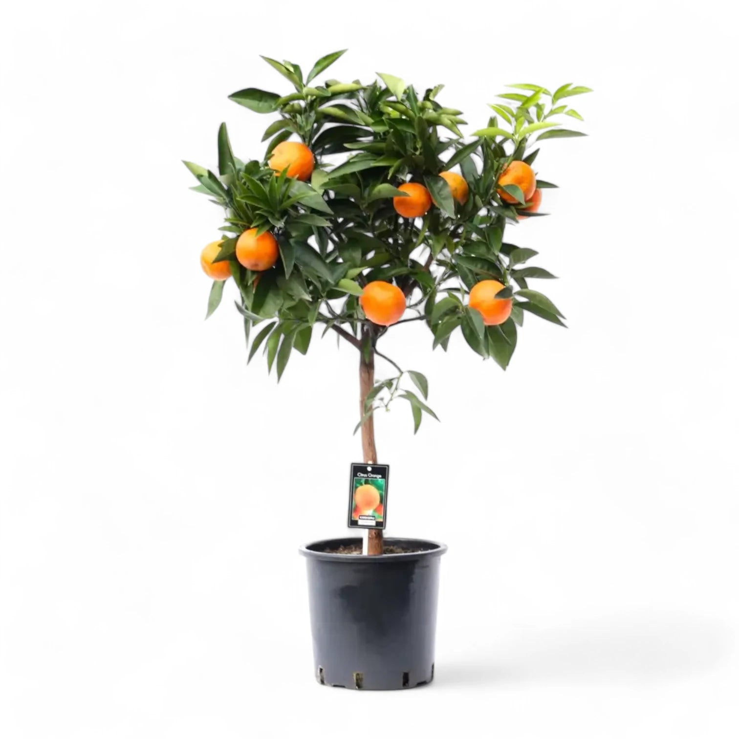 Citrus × sinensis 'Orange' potted houseplant in nursery pot on white background, product photo 3.
