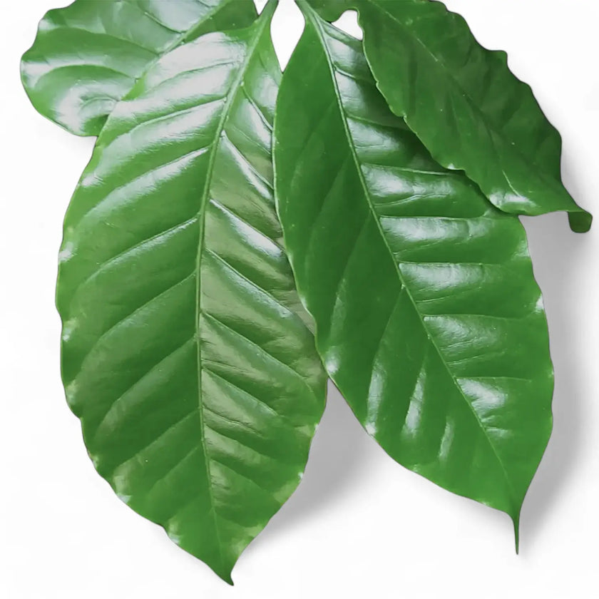 Coffea arabica leaf close-up on white background.