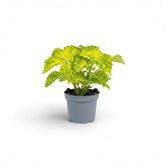 Coleus 'MS River Walk' Baby-Pflanze im Kulturtopf.