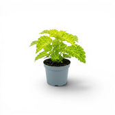 Coleus 'MS River Walk' Baby-Pflanze im Kulturtopf.