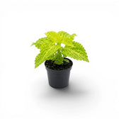 Coleus 'MS River Walk' Baby-Pflanze im Kulturtopf.