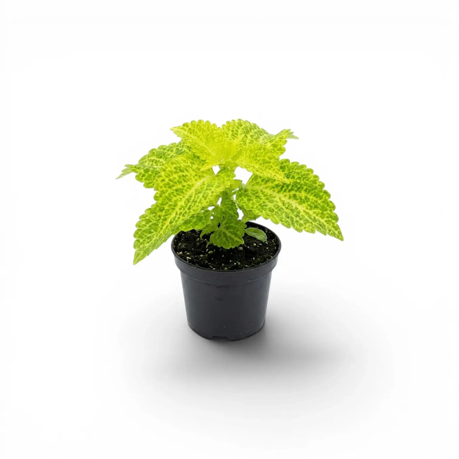 Coleus 'MS River Walk' Baby-Pflanze im Kulturtopf.