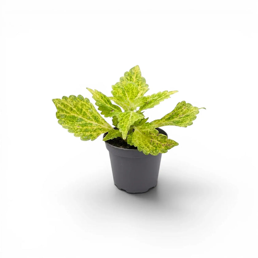 Coleus 'MS River Walk' Baby-Pflanze im Kulturtopf.