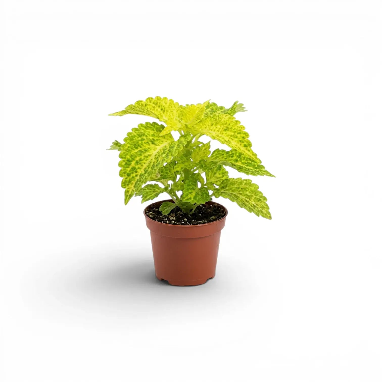 Coleus 'MS River Walk' Baby-Pflanze im Kulturtopf.