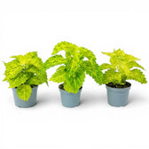 Coleus 'MS River Walk' Baby-Pflanze im Kulturtopf.