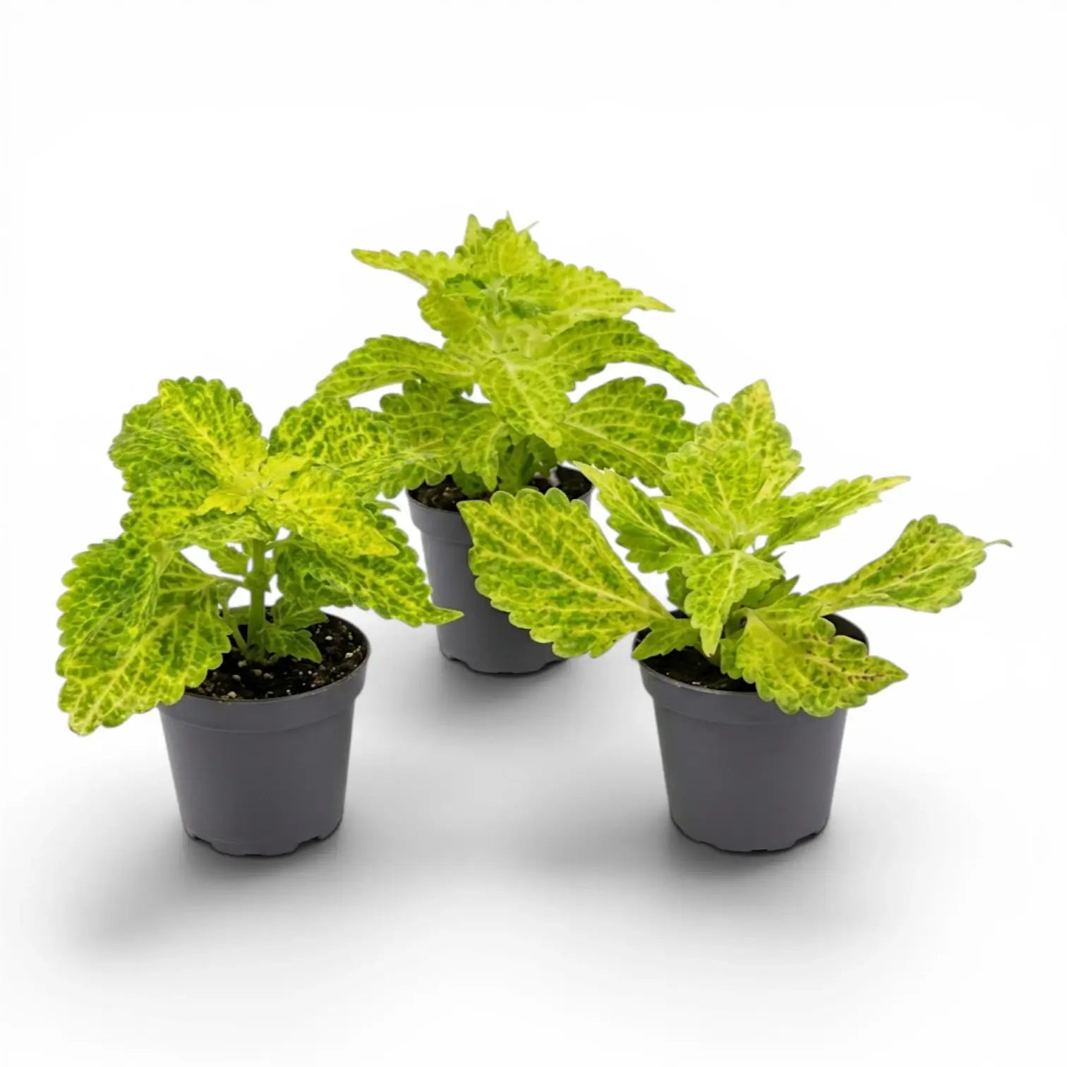 Coleus 'MS River Walk' Baby-Pflanze im Kulturtopf.