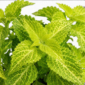 Nahaufnahme der Blätter von Coleus 'MS River Walk'.
