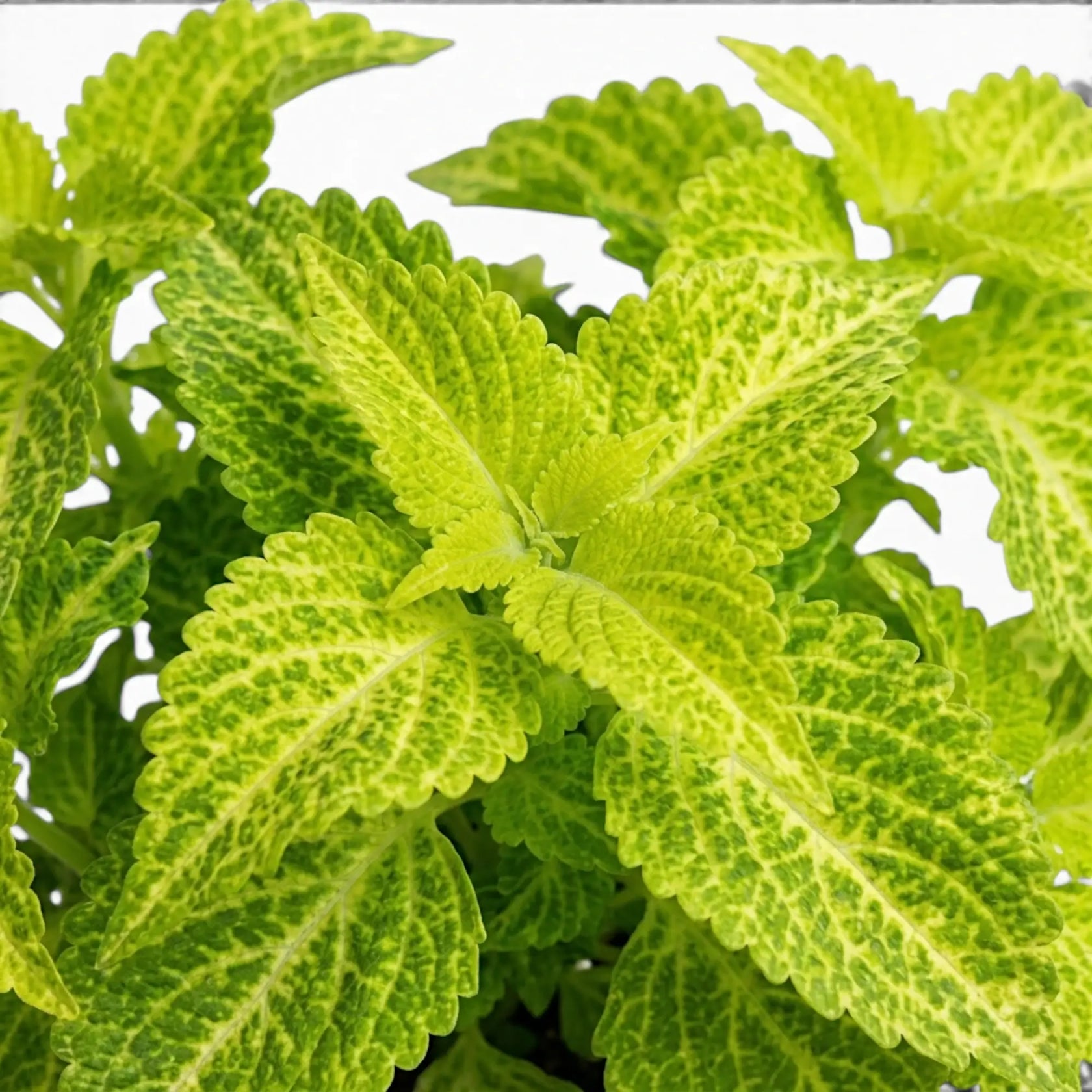 Nahaufnahme der Blätter von Coleus 'MS River Walk'.