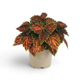 Large Coleus ‘Magnificent Mile’ with coral-patterned burgundy leaves in a grey nursery pot.