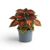 Upright Coleus ‘Magnificent Mile’ with pink-and-burgundy foliage in a blue-grey nursery pot.