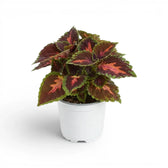 Full Coleus ‘Magnificent Mile’ plant with coral-pink leaf centres in a white nursery pot.