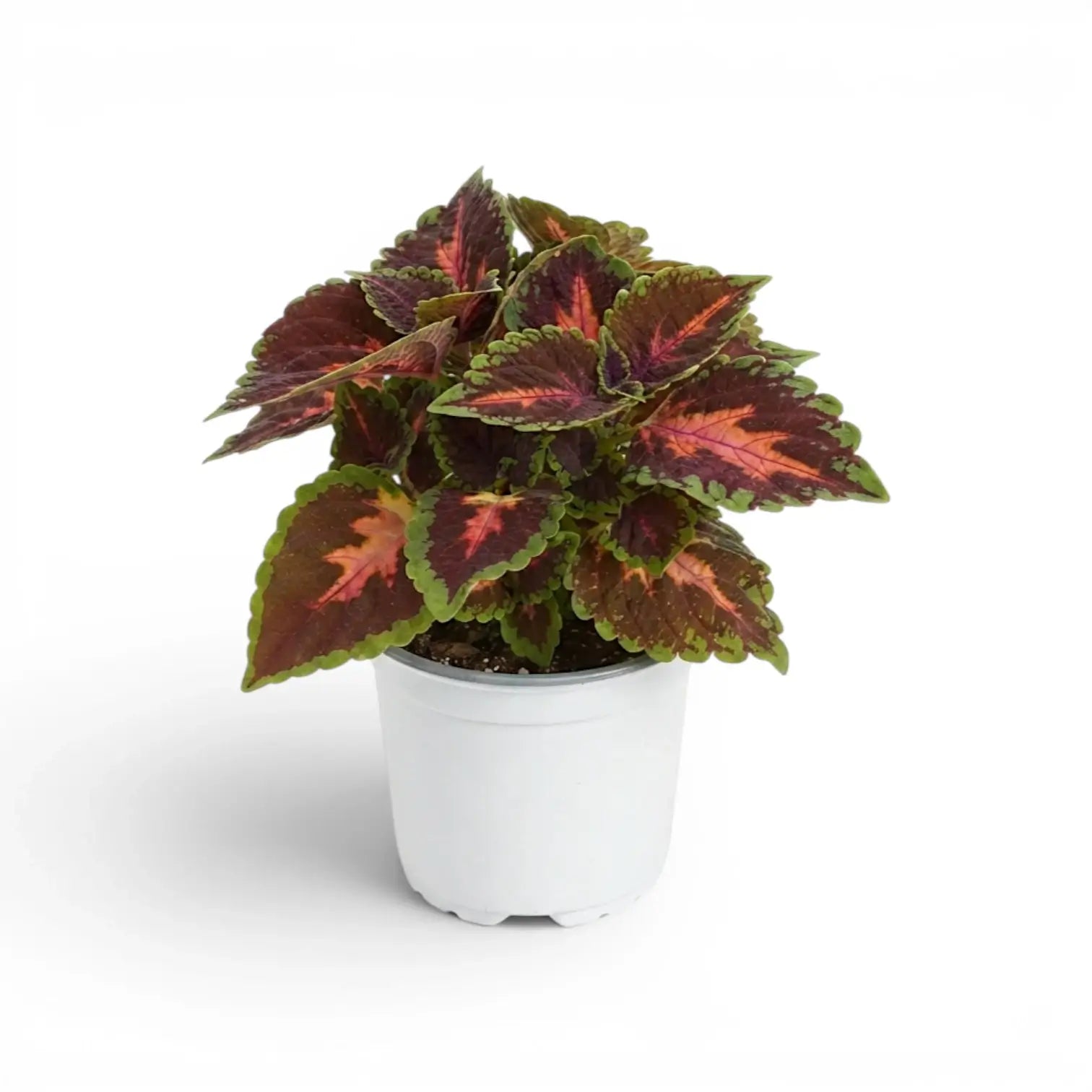 Full Coleus ‘Magnificent Mile’ plant with coral-pink leaf centres in a white nursery pot.