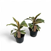 Cordyline fruticosa 'Chocolate Queen' potted houseplant in nursery pot on white background, product photo 2.