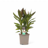 Cordyline fruticosa 'Glauca' potted houseplant in nursery pot on white background, product photo 4.