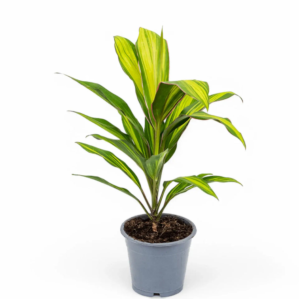 Cordyline fruticosa 'Kiwi' potted houseplant in nursery pot on white background, product photo 4.