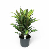 Cordyline fruticosa 'Kiwi' potted houseplant in nursery pot on white background, product photo 5.