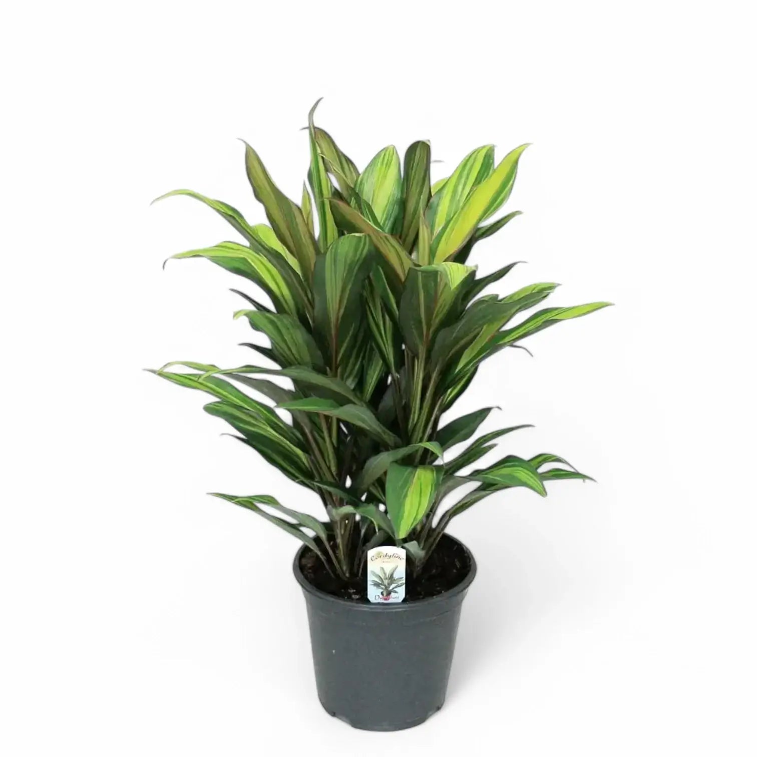 Cordyline fruticosa 'Kiwi' potted houseplant in nursery pot on white background, product photo 5.