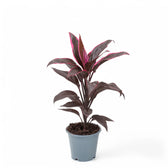 Cordyline fruticosa 'Mambo' potted houseplant in nursery pot on white background, product photo 2.
