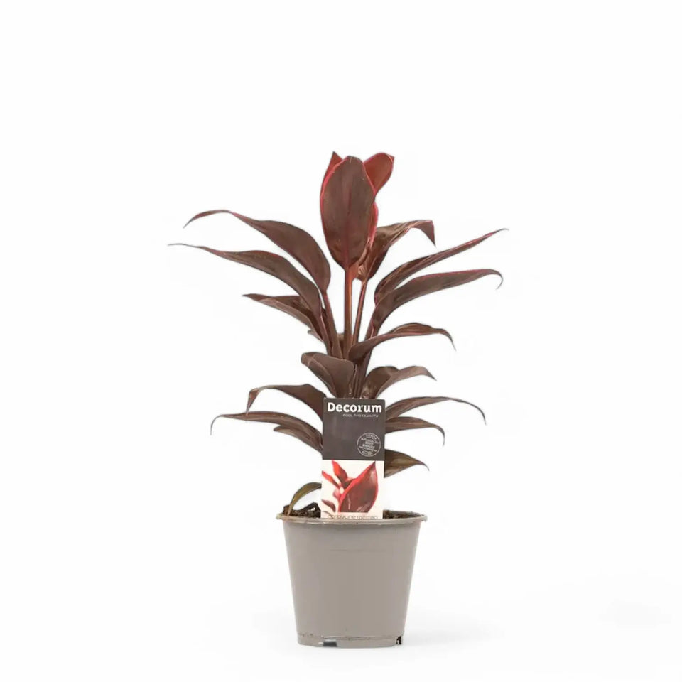Cordyline fruticosa 'Mambo' potted houseplant in nursery pot on white background, product photo 4.