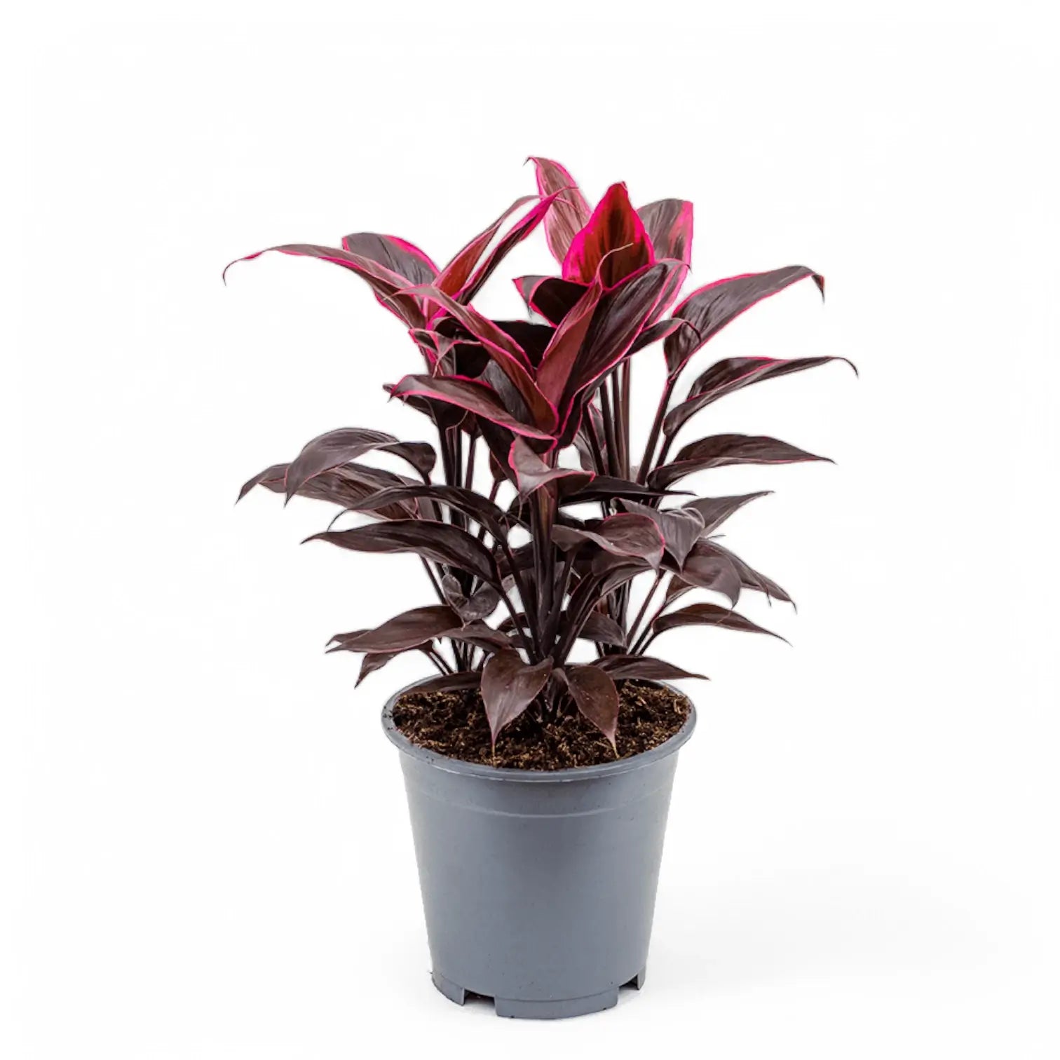 Cordyline fruticosa 'Mambo' Zimmerpflanze im Anzuchttopf vor weißem Hintergrund, Produktfoto 5.