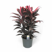 Cordyline fruticosa 'Mambo' potted houseplant in nursery pot on white background, product photo 6.