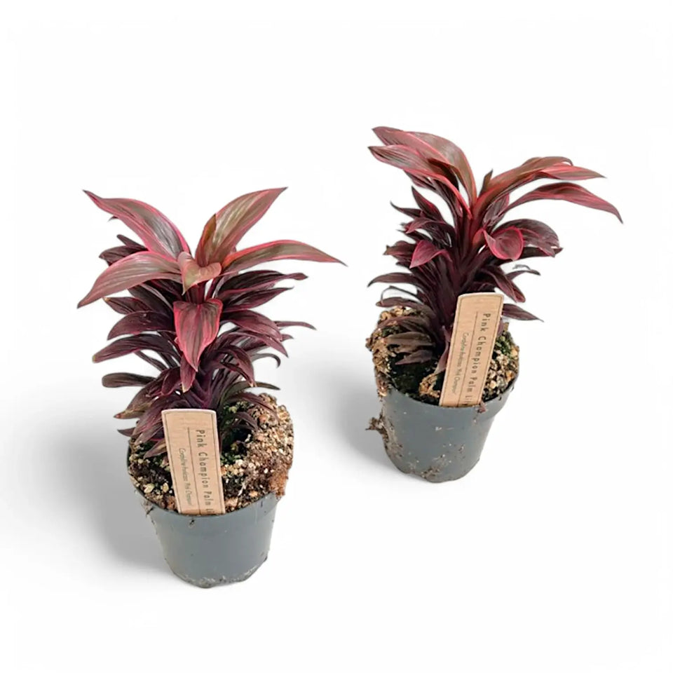 Cordyline fruticosa 'Pink Champion' Zimmerpflanze im Anzuchttopf vor weißem Hintergrund, Produktfoto 3.