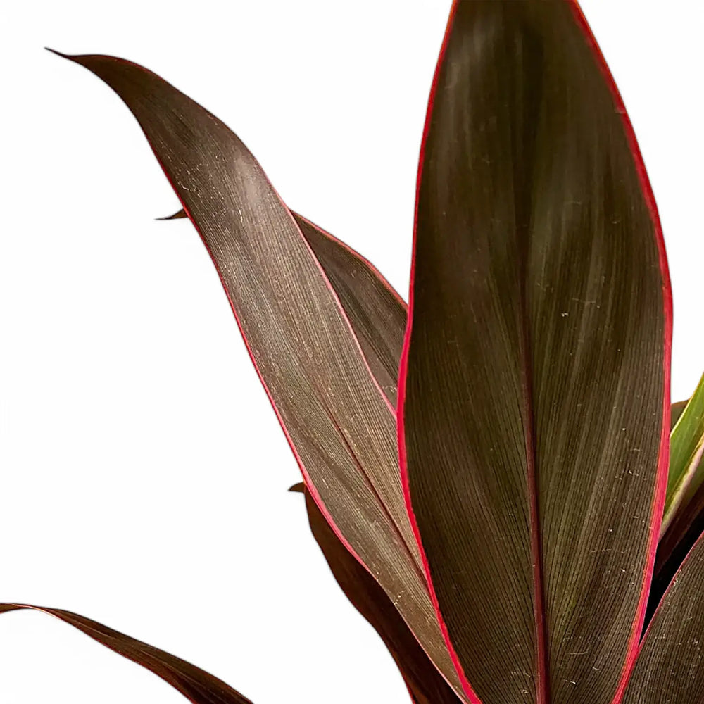 Cordyline fruticosa 'Rumba' leaf close-up on white background.