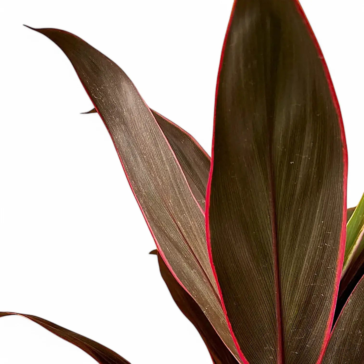 Cordyline fruticosa 'Rumba' leaf close-up on white background.
